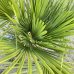 Trachycarpus fortunei (Palma konopná) - výška kmeňa 110-130 cm, celková výška 250-270 cm, kont. C70L (-17°C) Trachycarpus fortunei (Palma konopná) - výška kmeňa 110-130 cm, celková výška 250-270 cm, kont. C70L (-17°C)